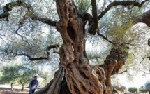 Les oliviers millénaires d'Espagne, ces trésors en danger