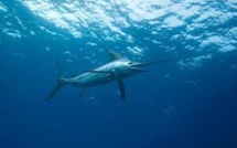 Australie: Un marlin l'entraîne à la mer, un jeune ppecheur miraculé en Australie