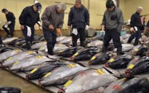 Japon: un thon rouge à 605.000 euros à la 1ère criée 2017