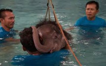 Une piscine pour réapprendre à marcher à un éléphanteau thaï amputé