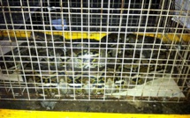 Un vol d'Emirates annulé à cause d'un serpent