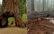 La tempête en Californie fatale à un séquoia géant emblématique