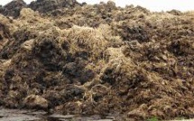 Les tas de fumier, réseaux sociaux des rhinocéros