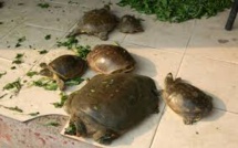 La police indienne sauve 6.000 tortues des griffes de trafiquants