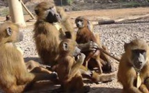 ɨ, æ, ɑ, o, u ... les babouins vocalisent les sons des voyelles