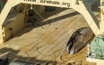 Un baleinier japonais pris sur le fait en Antarctique