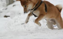 De la neige au goût de jambon affole des chiens slovènes
