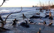 Plus de 80 dauphins meurent en Floride