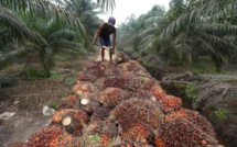 Indonésie: HSBC finance la destruction de forêt tropicale (Greenpeace)