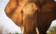 Interpol renforce sa lutte contre le trafic d'animaux sauvages