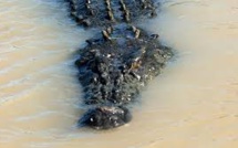 Un Australien tué par un crocodile en traversant à gué une rivière
