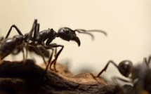 Les fourmis ont un GPS très sophistiqué permettant un guidage même à reculons