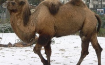 Un chameau se fait la belle et fuit son cirque par la route