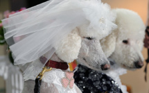 Des amours canines bientôt devant la justice auvergnate