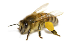 Un virus de l'aile déformée, nouvelle menace pour les abeilles (étude)