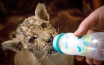 Tsar, un bébé ligre qui fait le roi dans un zoo de Russie
