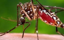 Zika : une seul dose d'un nouveau vaccin protège des animaux (étude)