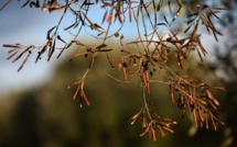 Espagne: les Baléares touchées par la bactérie tueuse d'oliviers