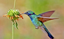 Guyane: un Canadien qui avait capturé et tué 37 oiseaux dont des colibris pour les naturaliser, condamné à 6.000 euros d'amende