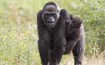 Page enfant : Les singes meurent à petit feu