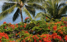 Floraisons de nos arbres tahitiens (1re partie)