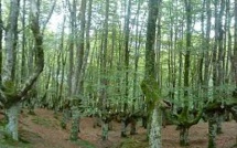 Les parcs naturels s'élèvent contre un projet de décret concernant les forêts protégées