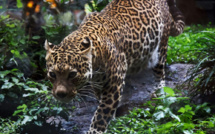 Des léopards rares filmés dans la jungle en Indonésie
