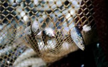 L'aquaculture menace la sécurité alimentaire des pays en développement