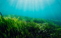Les prairies sous-marines ont un grand pouvoir purificateur