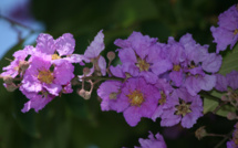 Carnet de voyage - Floraisons de nos arbres tahitiens (2e partie et fin)