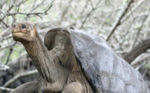 Equateur: retour aux Galapagos de la tortue George, empaillée