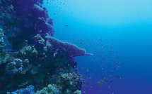 Regain d'intérêt pour l'exploitation minière des grands fonds marins