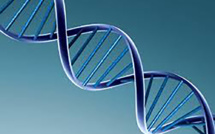 L'élevage et l'agriculture parient sur l'édition génétique