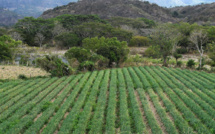 Les aides publiques débloquées pour l'usine de sucre de Marie-Galante