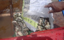 Moorea : des pêcheurs de bénitiers pris en flagrant délit