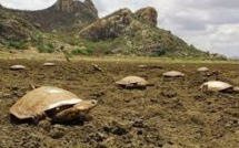 Brésil : quand un lac artificiel devient un cimetière de tortues