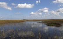 En Floride, le marécage des Everglades en péril