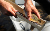 La France souhaite le maintien de l'interdiction de la pêche électrique