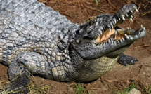 Après la mort d'un crocodile, Tunis ferme provisoirement son zoo