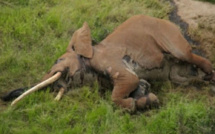 Un des derniers éléphants aux "défenses géantes" tué au Kenya
