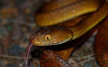 Sur l'île de Guam, la forêt mise à mal par des serpents (étude)