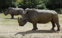 Après le vol de Thoiry, le parc animalier de Peaugres pourrait écorner ses rhinocéros