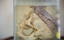 Cerveau : une semaine pour faire le point sur des recherches en plein essor