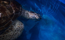 Thaïlande: la tortue aux 915 pièces de monnaie réapprend à nager