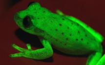 Une grenouille fluo qui révolutionne la connaissance sur la fluorescence