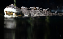 Australie: Un pêcheur vraisemblablement tué par un crocodile