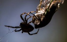 Une protéine de venin d'araignée protégerait le cerveau après un AVC
