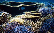 Les zones mortes dans les océans menacent de nombreux récifs coralliens