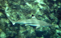 Les requins ont aussi leurs réseaux sociaux