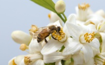 Mortalité des abeilles: les apiculteurs contestent une étude du ministère de l'Agriculture